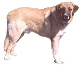 Alentejo Mastiff