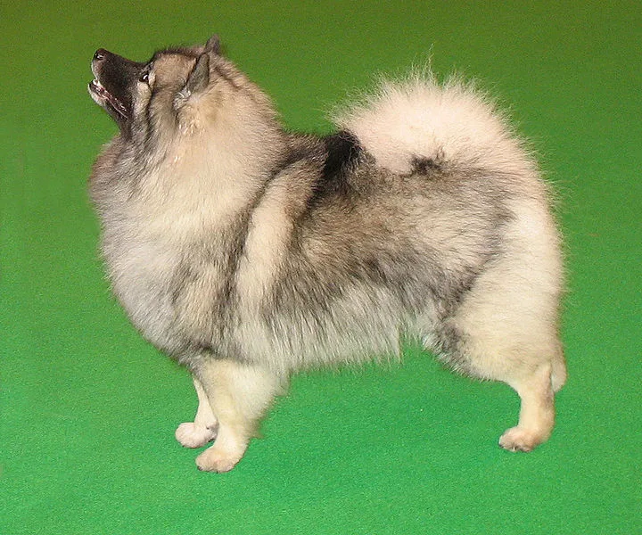 German Spitz Wolfsspitz (Keeshond)