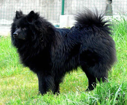 Grossspitz (Giant Spitz)