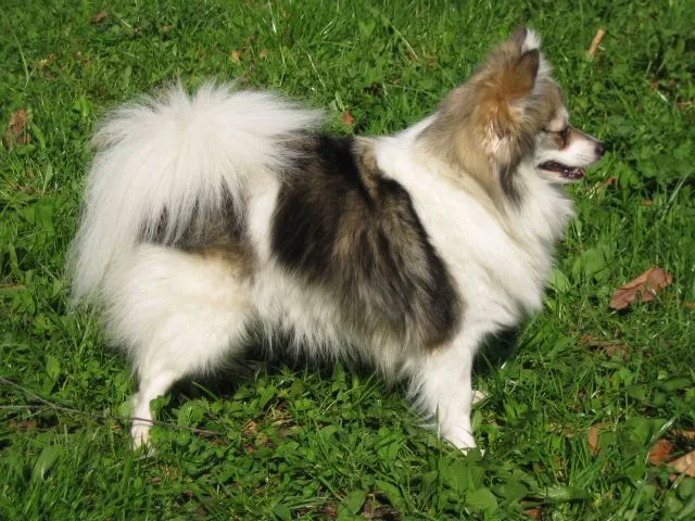 Spitz Alemão miniatura