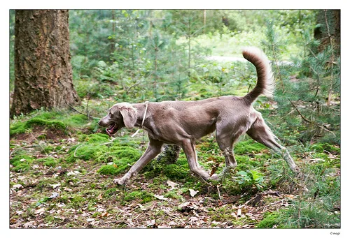 Long-haired Weimaraner