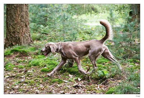 Braco de Weimar de pelo longo (Weimaraner)
