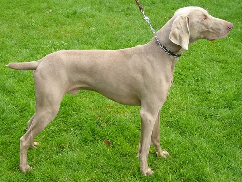Braco de Weimar de pelo curto (Weimaraner)