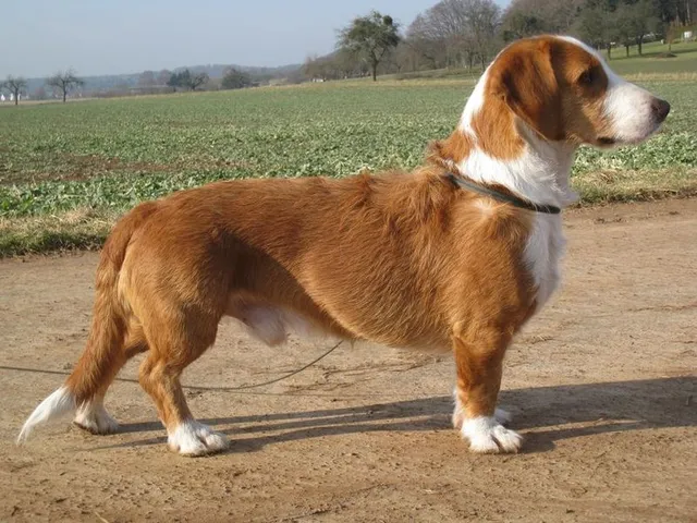 Basset Alemão da Vestfália
