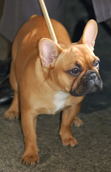 Bulldog Francês