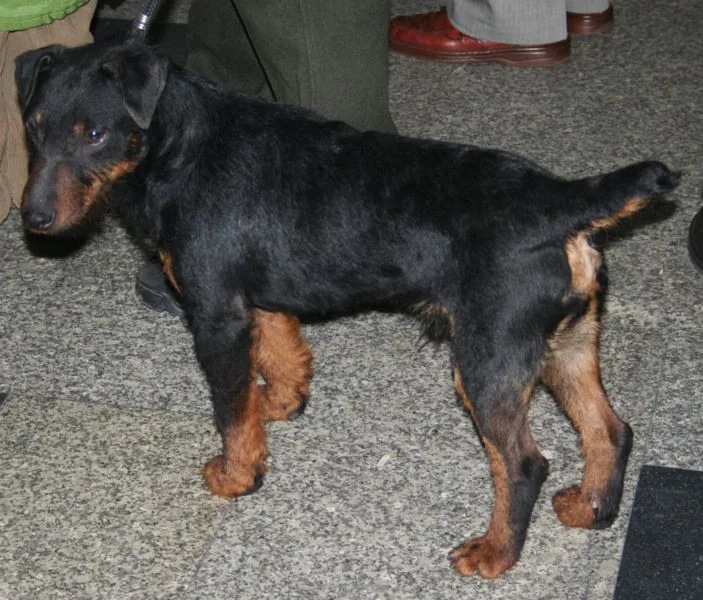 Jagdterrier