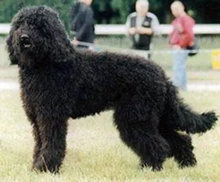 Cão de Água francês (Barbet)