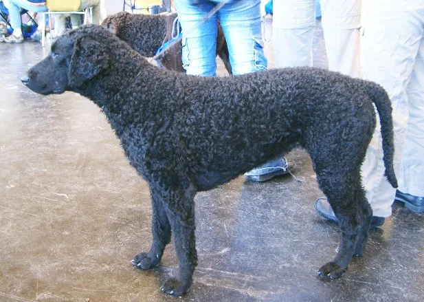 Retriever de Pelo Encaracolado
