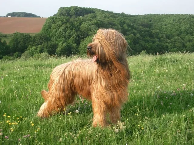 Berger Briard