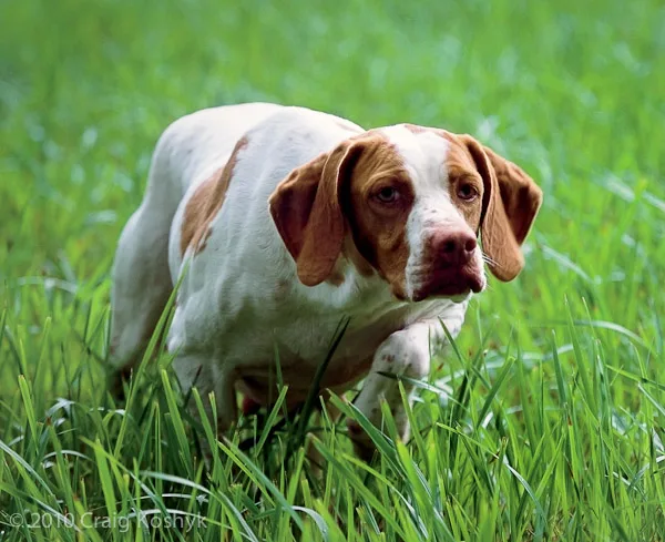 St Germain Ponting Dog