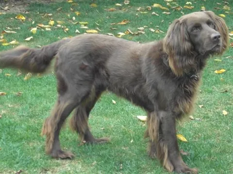 Braco Alemão de Pelo comprido