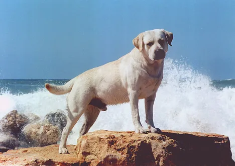 Retriever do Labrador