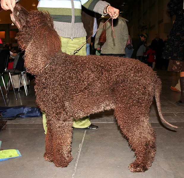Cão d´água irlandês