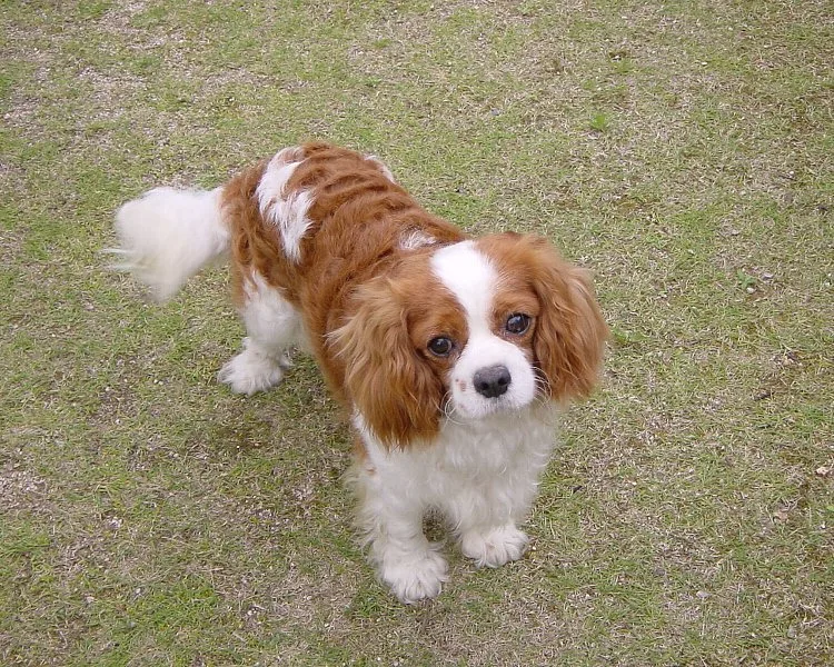 Cavalier King Charles Spaniel