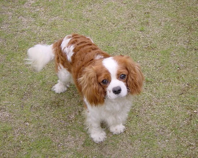 Cavalier King Charles Spaniel