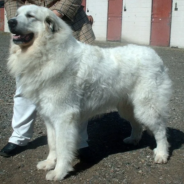 Great Pyrenees
