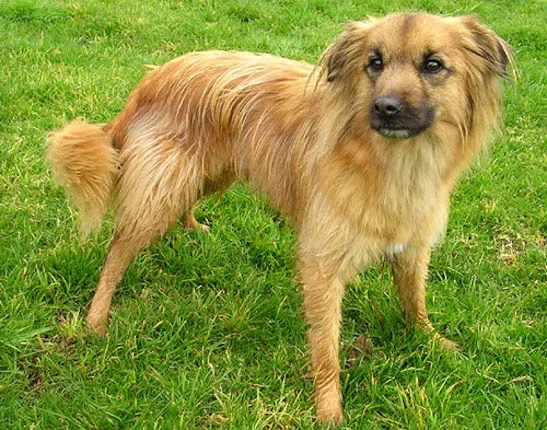 Pyrenean Sheepdog Long-haired
