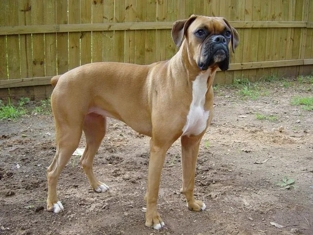 Boxer