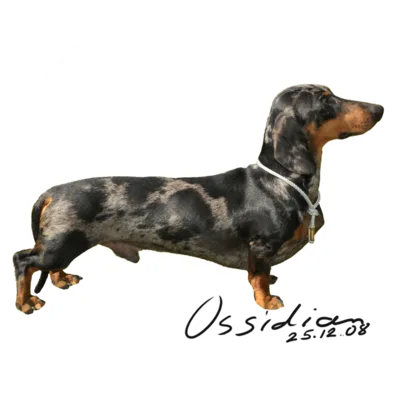 Miniature Smooth-haired Dachshund