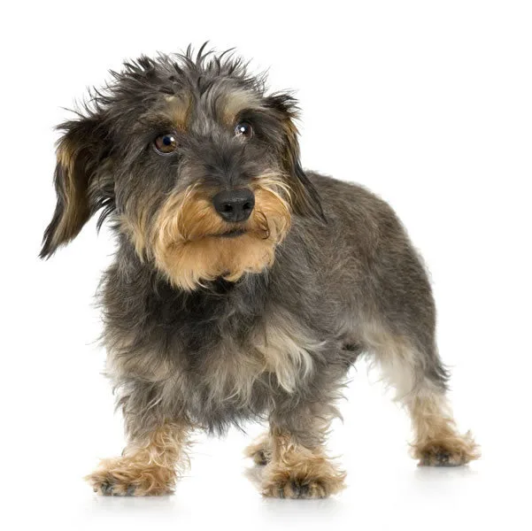 Miniature Wire-haired Dachshund