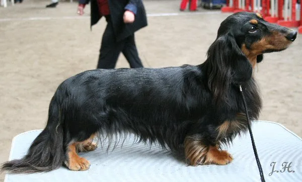 Rabbit Long-haired Dachshund
