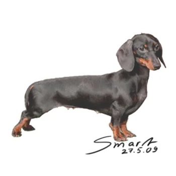 Rabbit Smooth-haired Dachshund