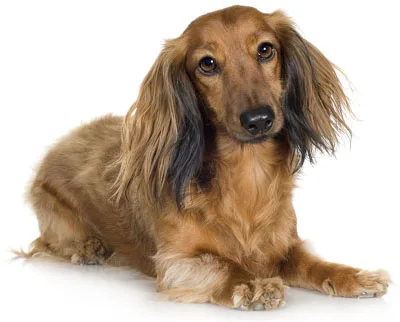 Standard Long-haired Dachshund