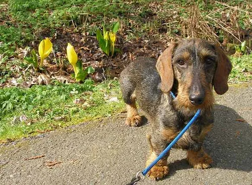 Standard Wire-haired Dachshund