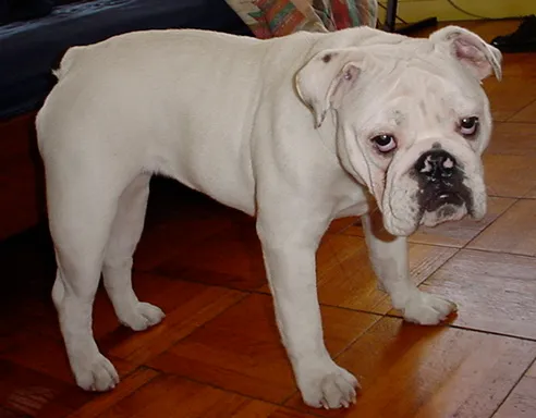Bulldog Inglês