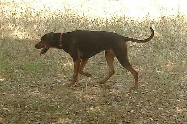 Sabujo sérvio