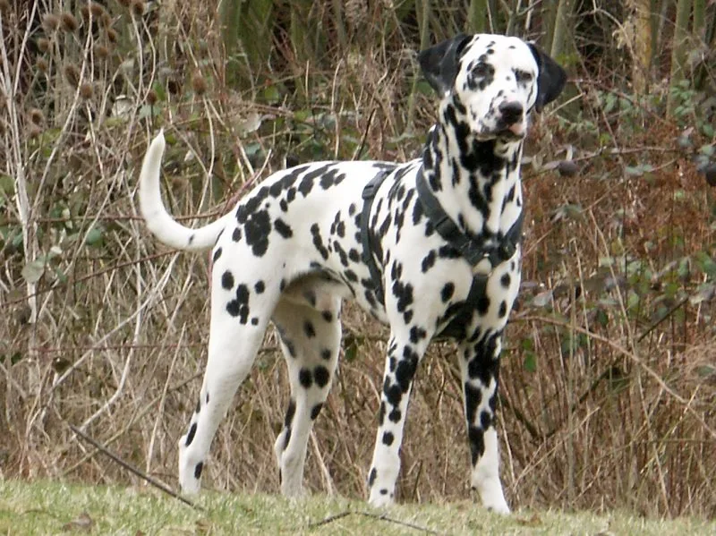 Dálmata