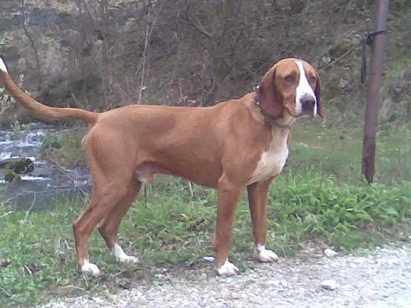 Posavaz Hound