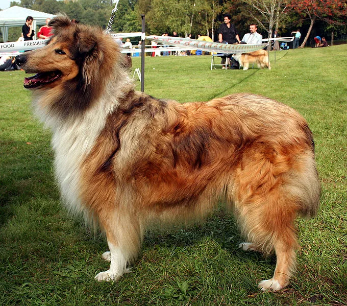 Collie Rough