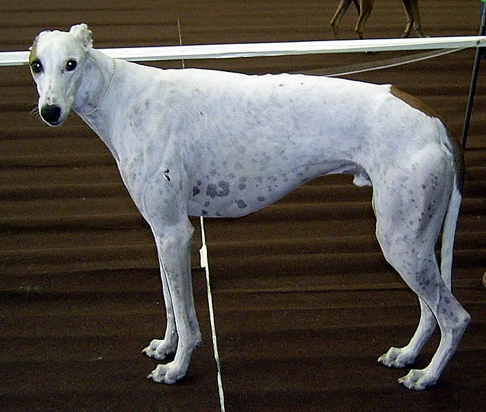 Greyhound