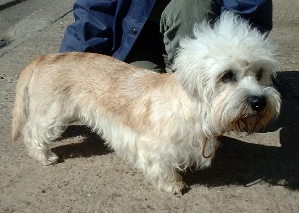 Dandie Dinmonts Terrier