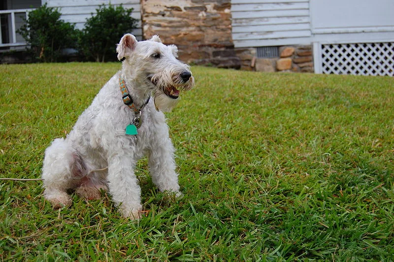 Wire Fox Terrier