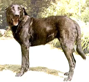 Castro Laboreiro-Hund