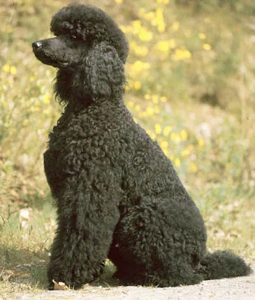 Caniche Anão