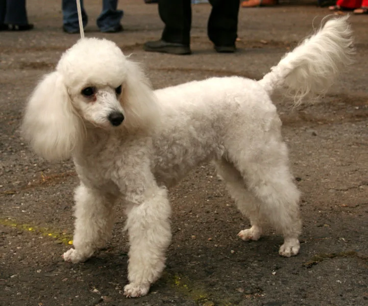 Standard Poodle
