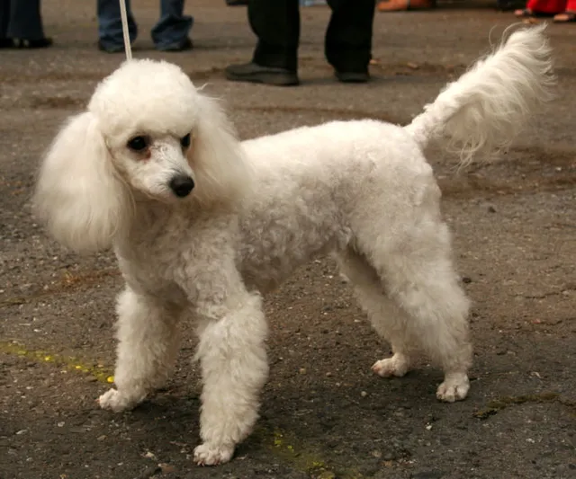Caniche Grande