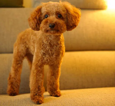 Toy Poodle