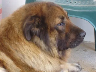 Cão da Serra da Estrela de pelo comprido