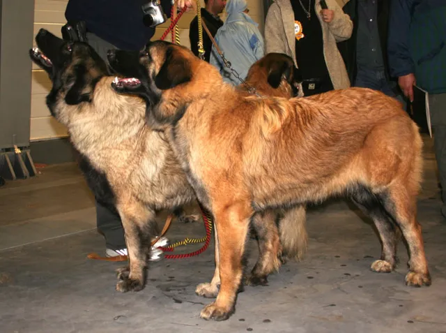 Cão da Serra da Estrela de pelo curto