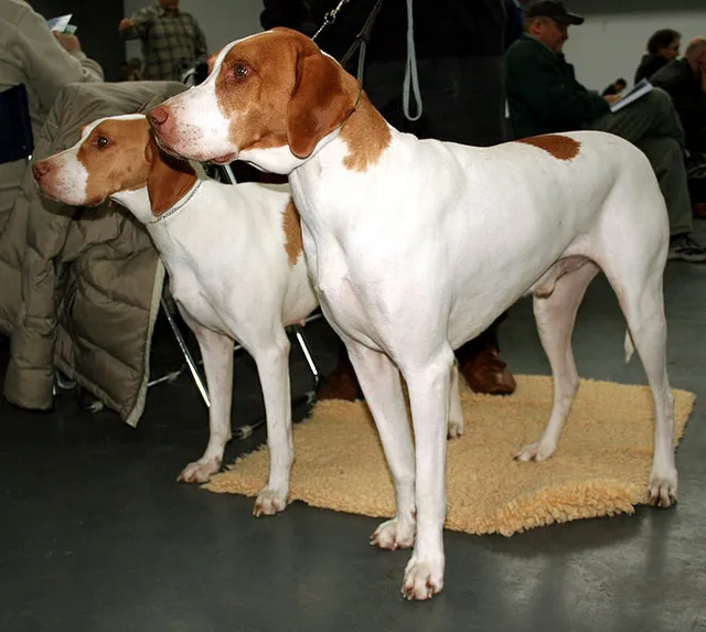 Ariege Pointer