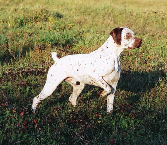 Bourbonnais Pointer