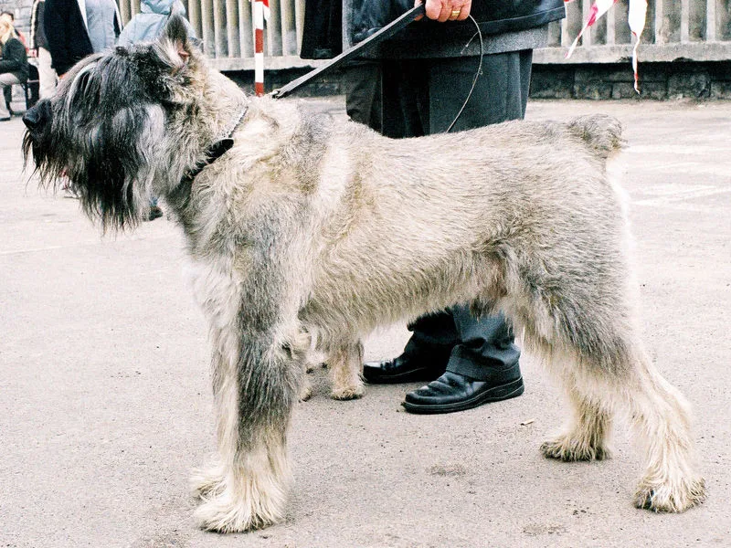 Giant Schnauzer