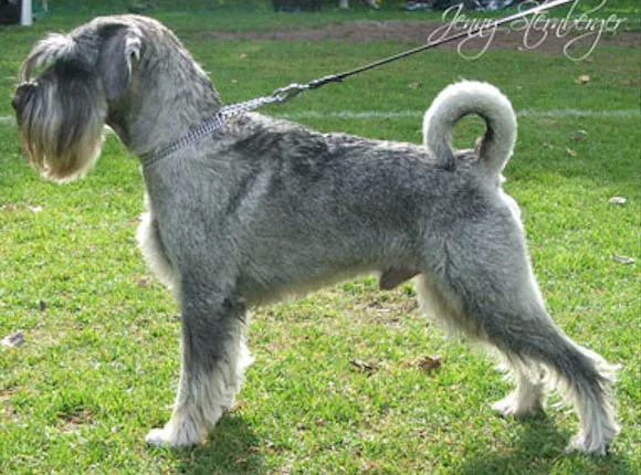 Standard Schnauzer