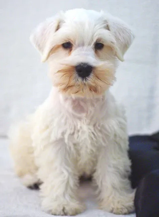 Schnauzer Miniatura