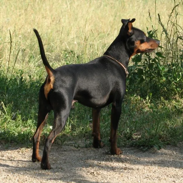 Pinscher Miniatura