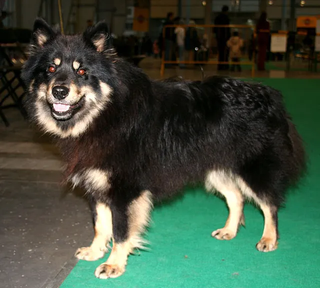 Finnish Lapphund